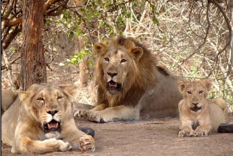 Gir Forest Safari